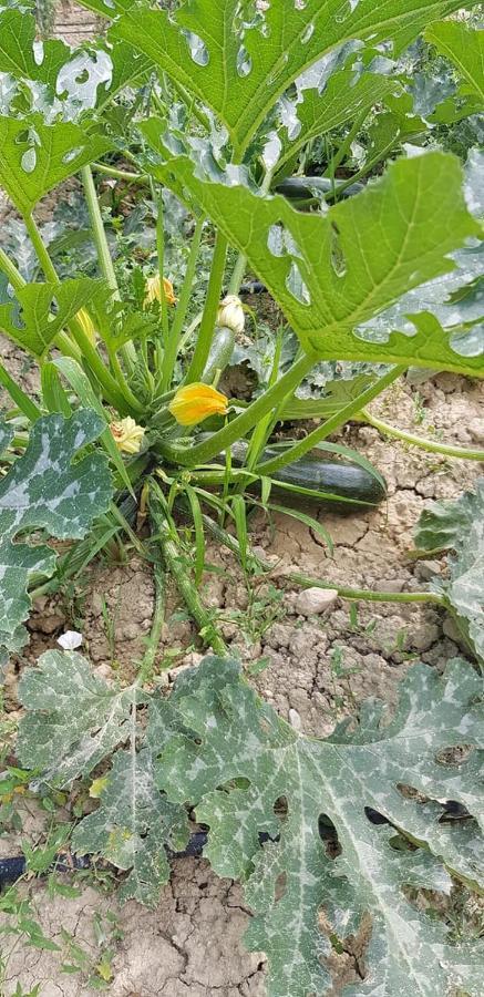 Agriturismo Fiore Di Campo Fermo Dış mekan fotoğraf